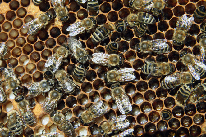 Как изменится мир, если исчезнут пчелы