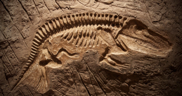 10 распространенных заблуждений о древней жизни на Земле