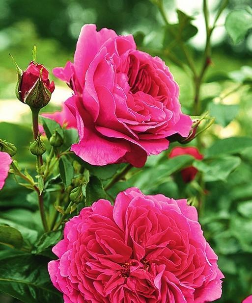 Самые ароматные сорта роз