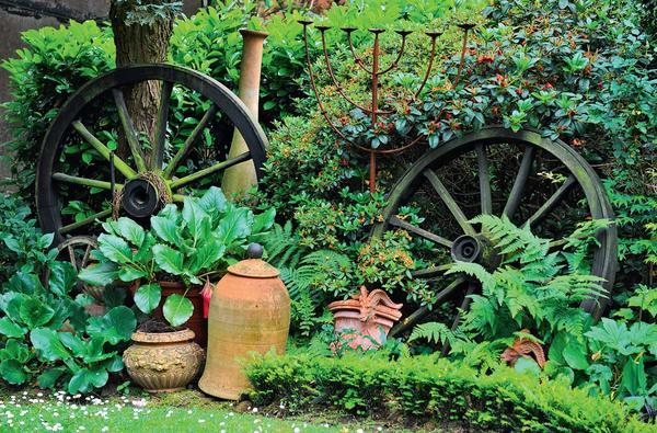 Бадан в Вашем саду: виды, посадка и уход