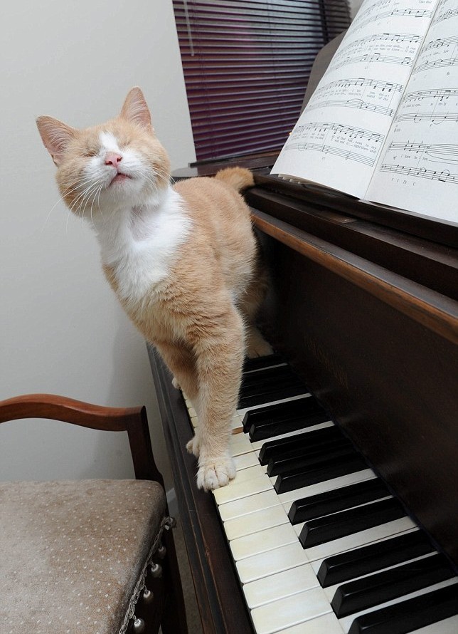Песня кота на пианино. Кошка на пианино. Коты и пианино. Кот на фортепиано. Рояль для котят.