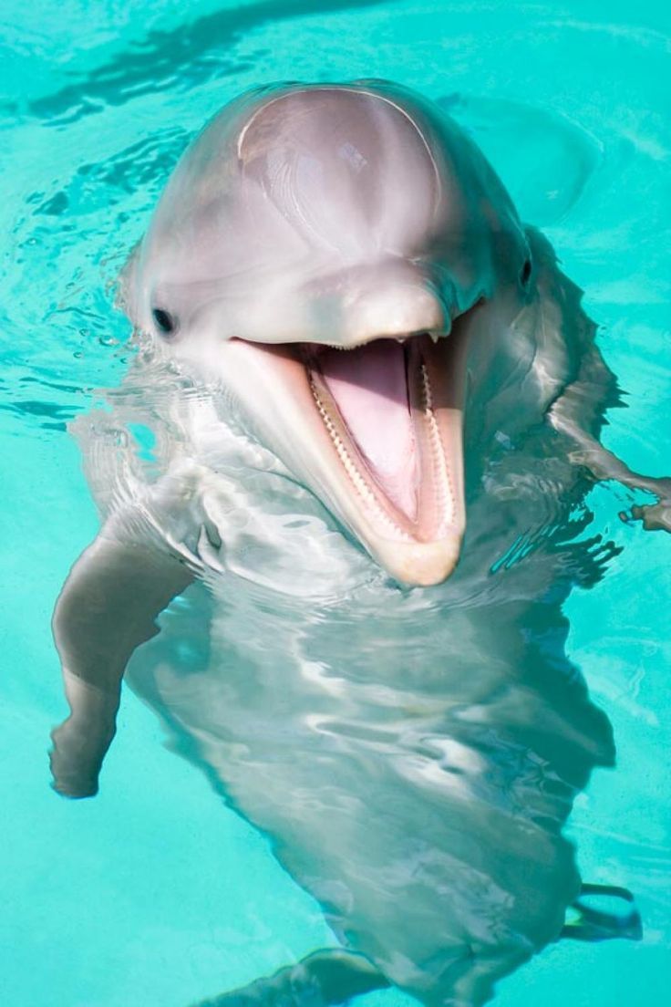 Под водой: дельфины во всём своём великолепии