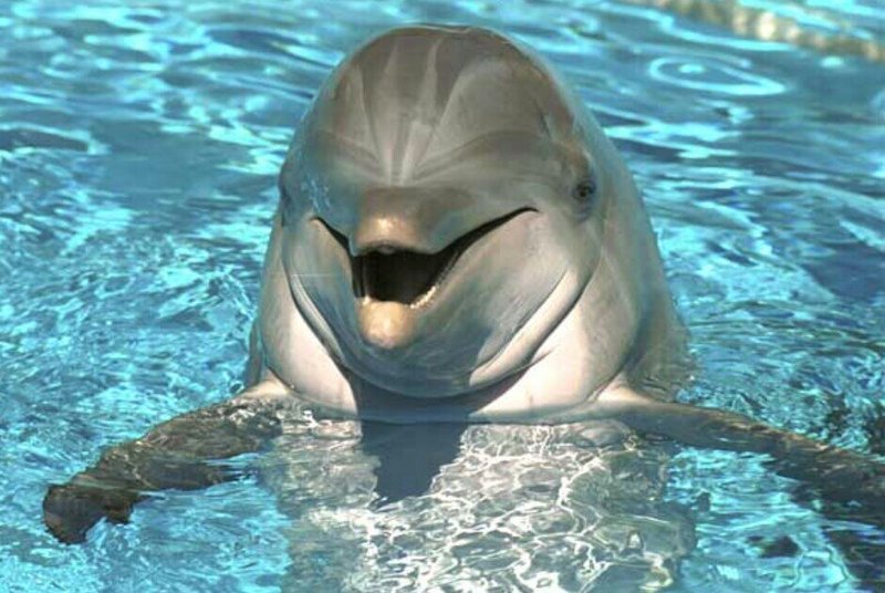 Индия признала дельфинов личностями и запретила дельфинарии!
