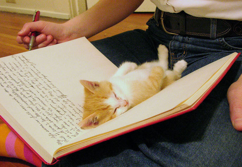 18 котов, нуждающиеся в Вашем внимании именно тогда, когда Вы читаете