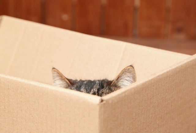  Почему кошки так любят коробки? Ответ найден!