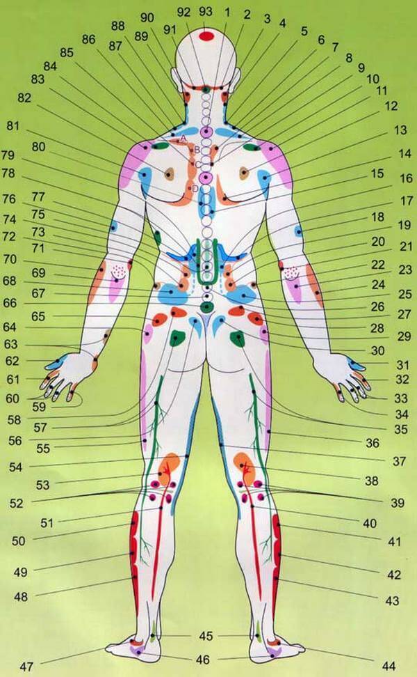 Проекционные зоны внутренних органов на теле человека по Огулову - узнайте себя лучше!
