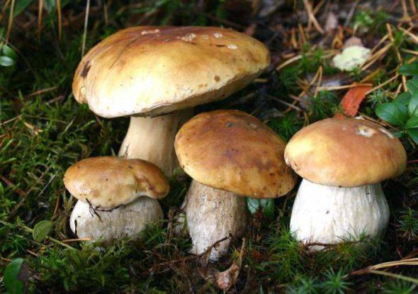 Как вырастить лесные грибы на участке