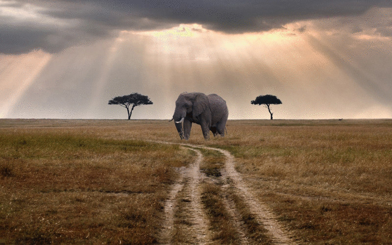 Слоны имеют самое лучшее обоняние