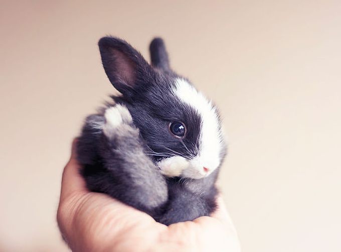 20 самых милых кроликов на свете