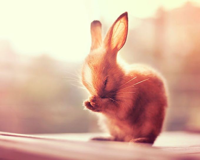 20 самых милых кроликов на свете