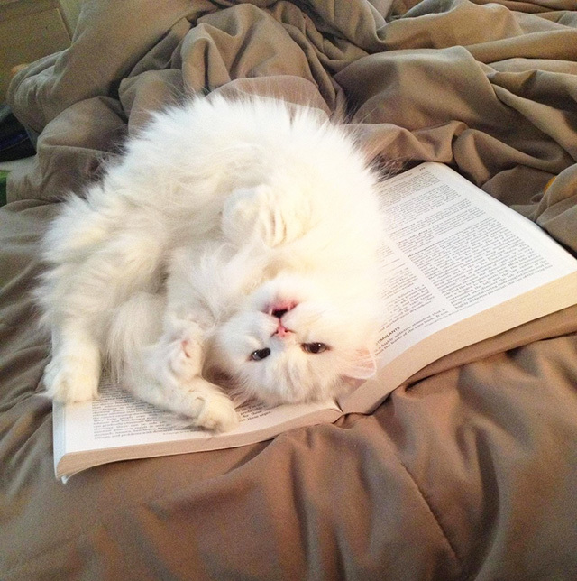 18 котов, нуждающиеся в Вашем внимании именно тогда, когда Вы читаете