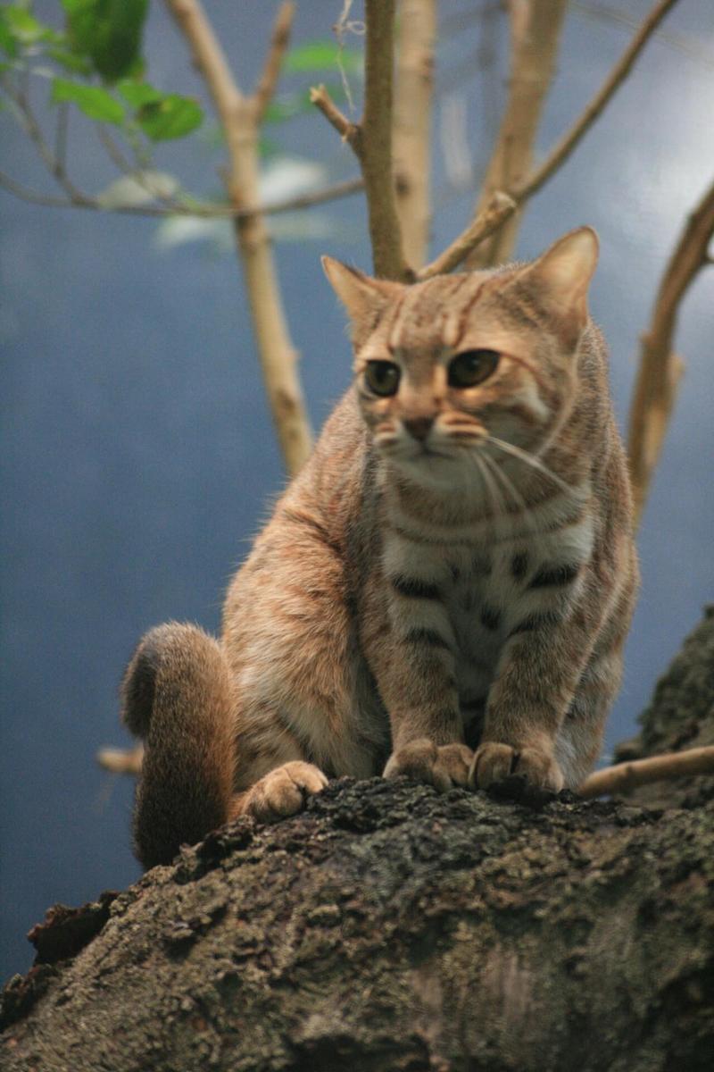  Ржавая кошка - самая маленькая дикая кошка в мире