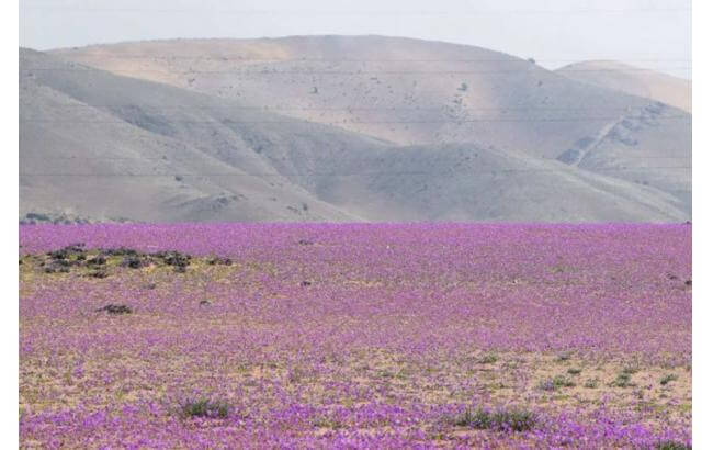 Самая засушливая пустыня на Земле покрылась цветами