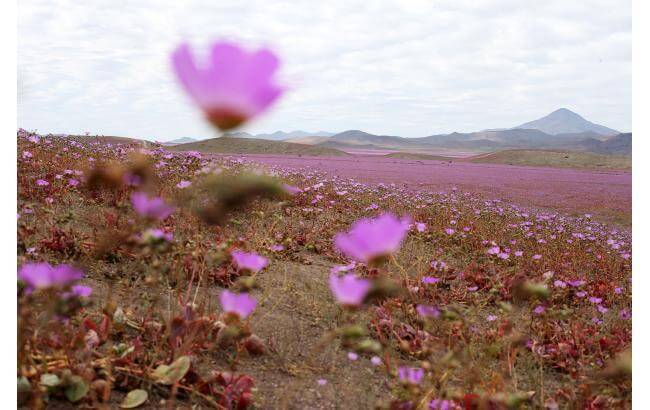 Самая засушливая пустыня на Земле покрылась цветами