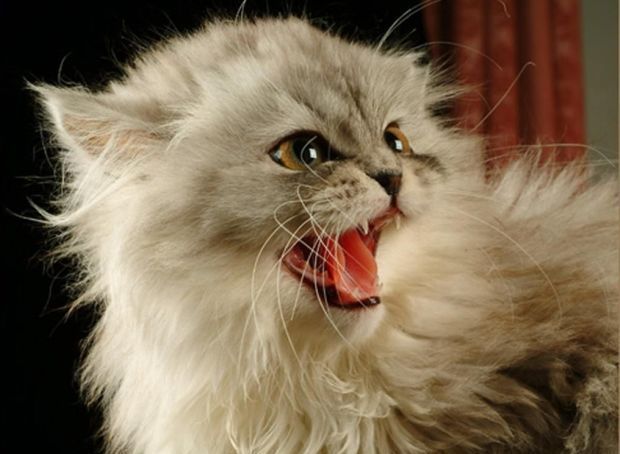 Ваша кошка хочет Вас убить: развенчание популярного мифа