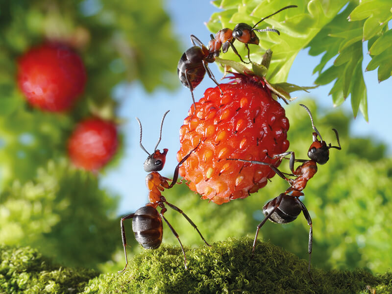 Как прогнать насекомых натуральными средствами