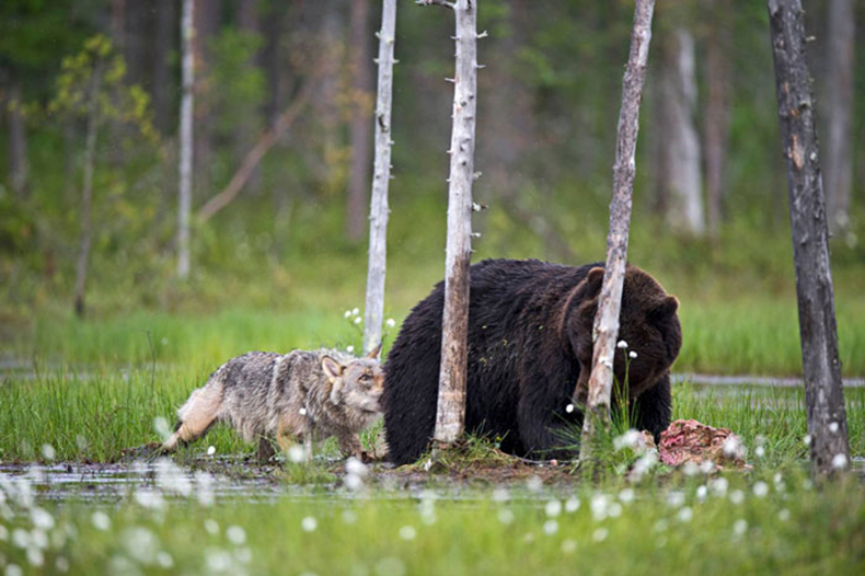 Удивительная дружба между медведем и волчицей