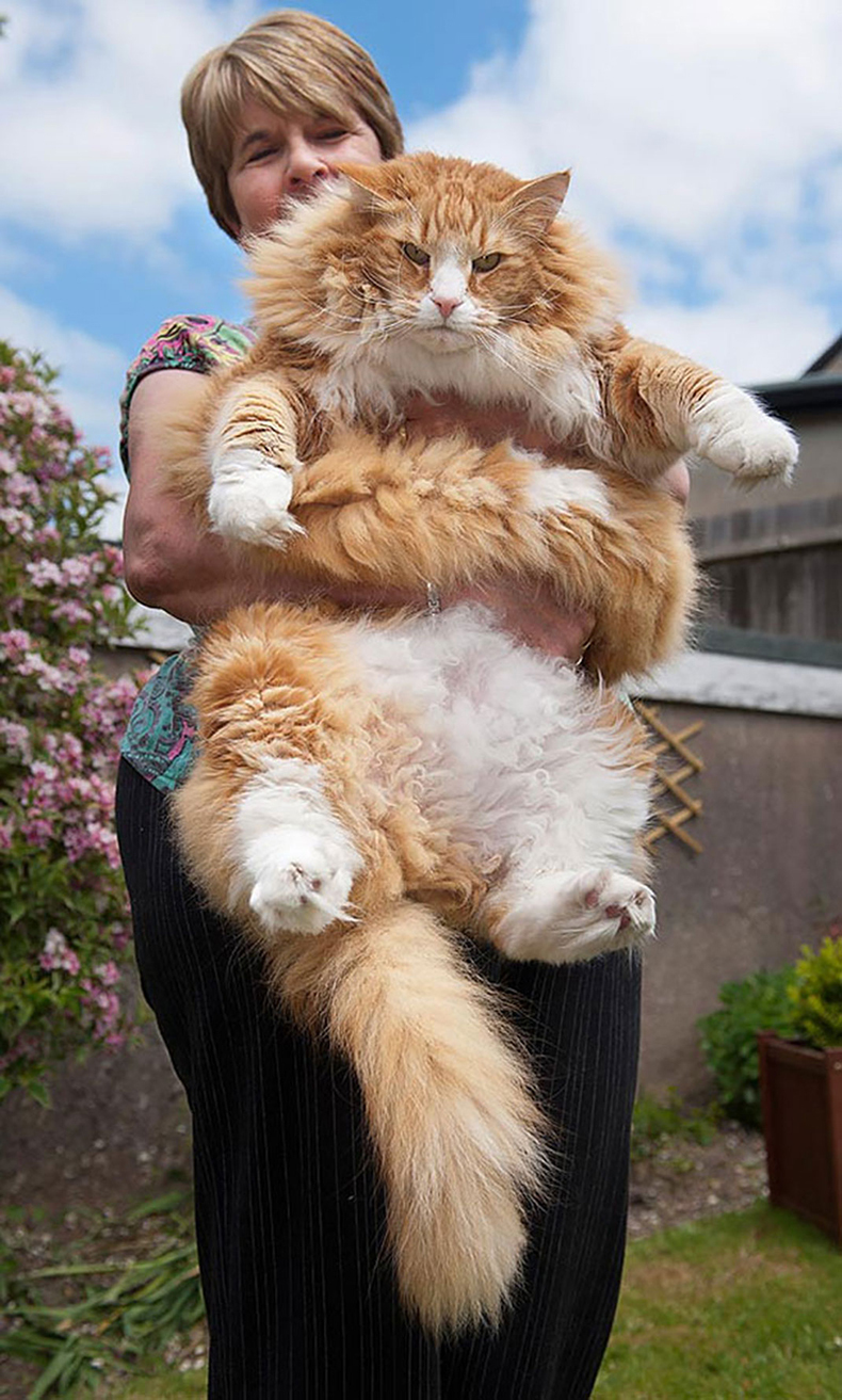Большие кошки домашние мейн кун фото