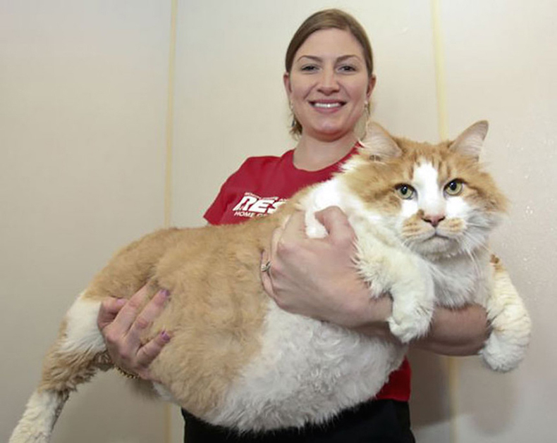 Самая толстая кошка в мире фото