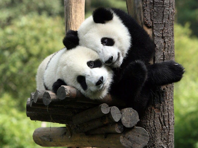 Панды умеют любить!