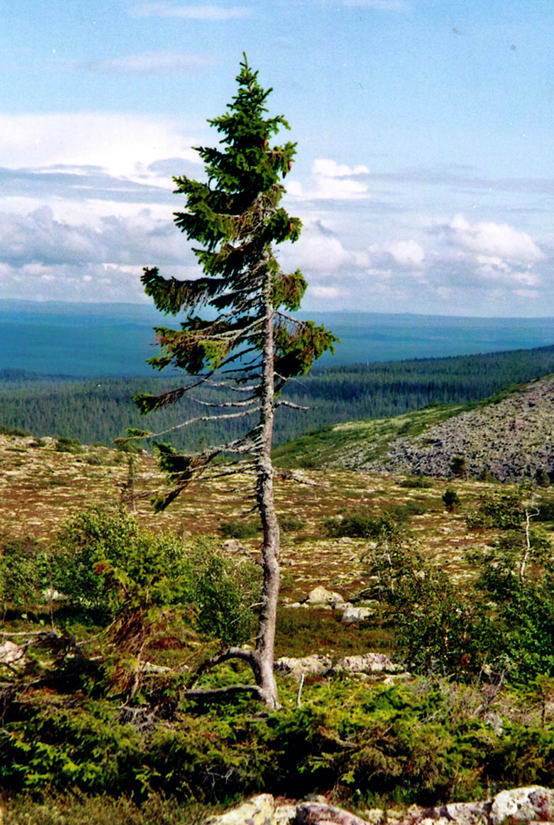 Самое Северное Дерево В Мире