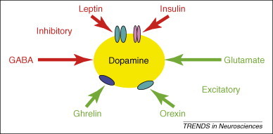Лептин и дофамин: психология энергетического статуса
