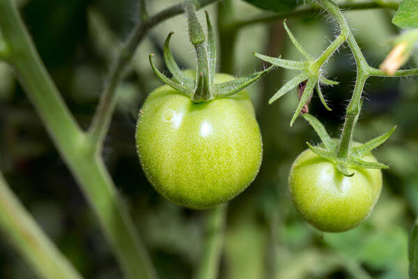 Необычные сорта томатов - с узорчатыми и бархатными плодами  