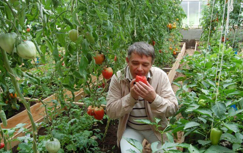 Выращивание томата бычье сердце 