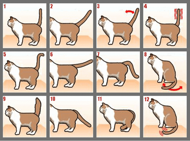 Как понять  Вашу кошку по хвосту 