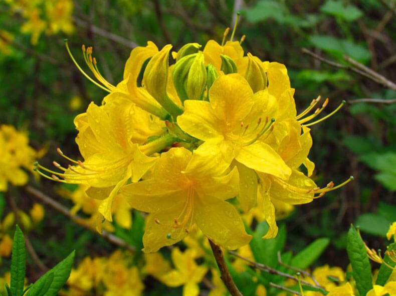 Рододендрон желтый фото и описание кустарника