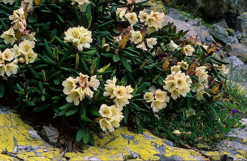  Самые красивые виды цветущих рододендронов для Вашего сада 