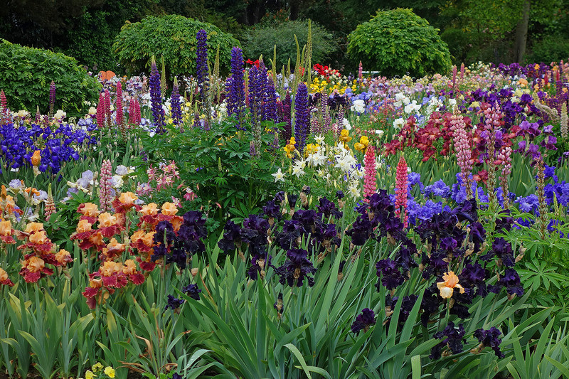 Цветы для огорода многолетние фото и названия