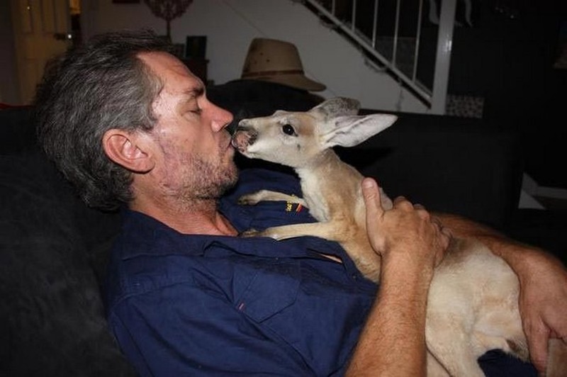 Крис Барнс спасает кенгурят, которые были обречены погибнуть