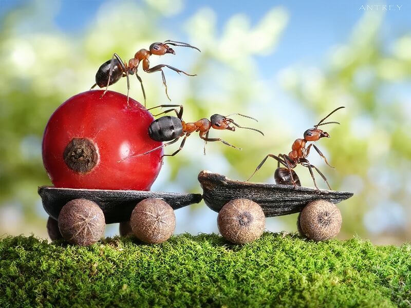 8 натуральных способов изгнать муравьев