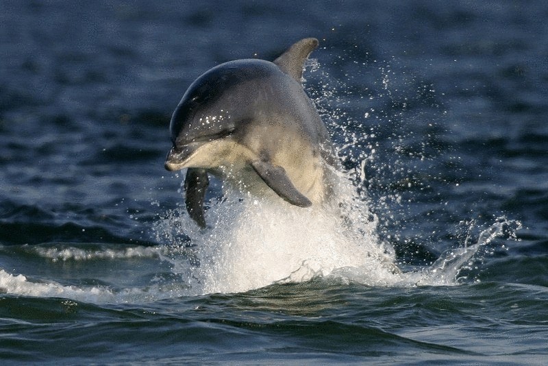 Удивительное видео—игры дельфина и кита в дикой природе