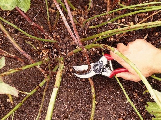 Малина в вашем саду—как обрезать и когда