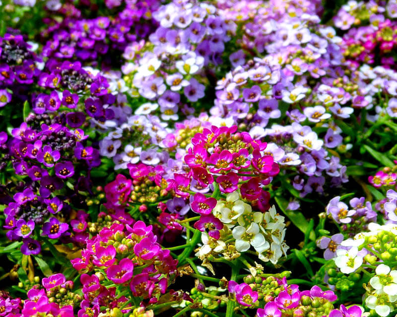 Цветы которые цветут все лето на улице фото и названия