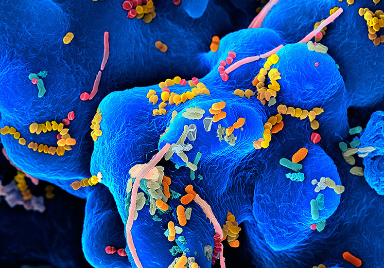 Бактерии в организме человека картинки