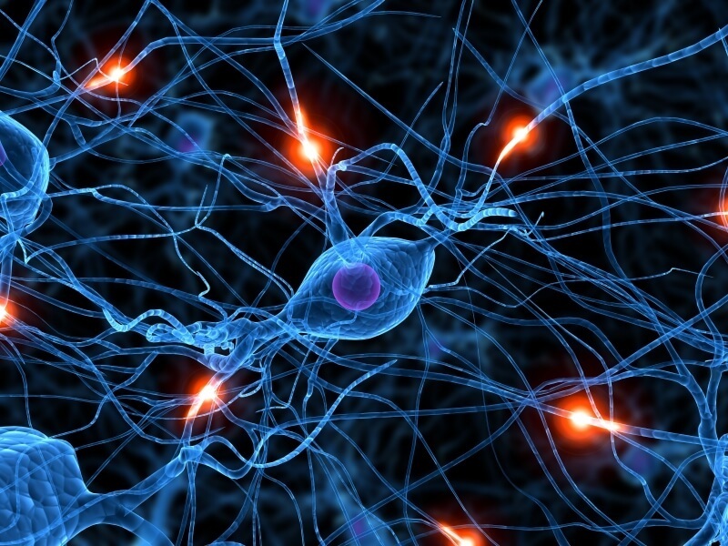  10 заблуждений о нервной системе
