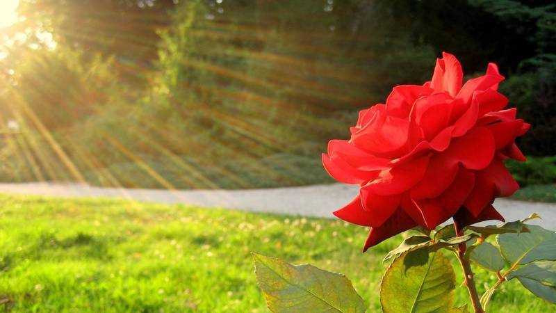 Лепестки роз сделали солнечные батареи эффективнее