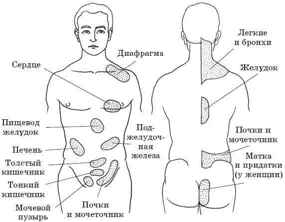 Зоны Захарьина-Геда: связь внутренних органов человека с определенными участками кожи