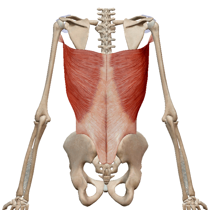 Большая круглая мышца спины болит
