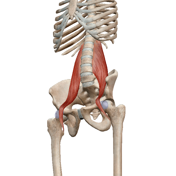 Ключ к мышцам кора: поясничная мышца (psoas)