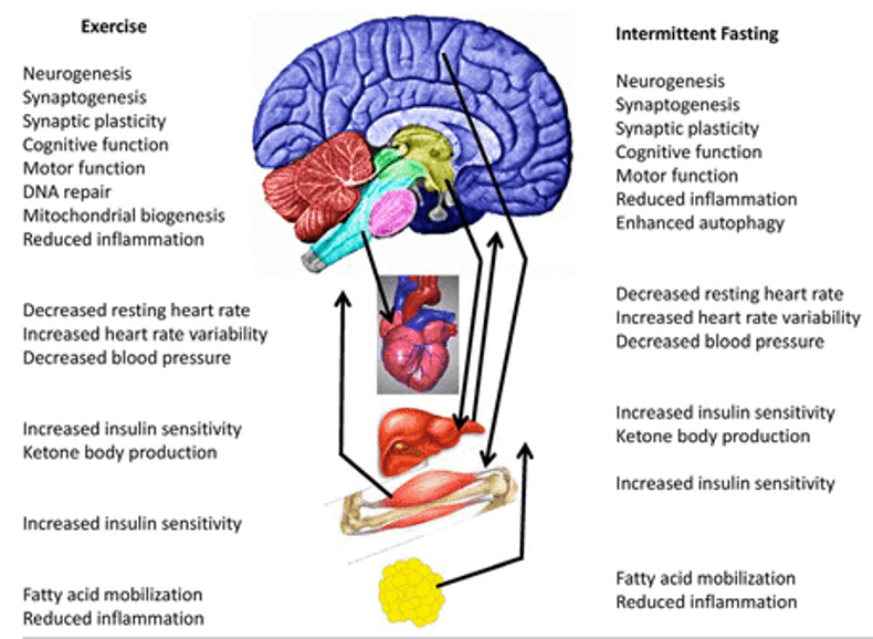 Как периодическое голодание влияет на мозг