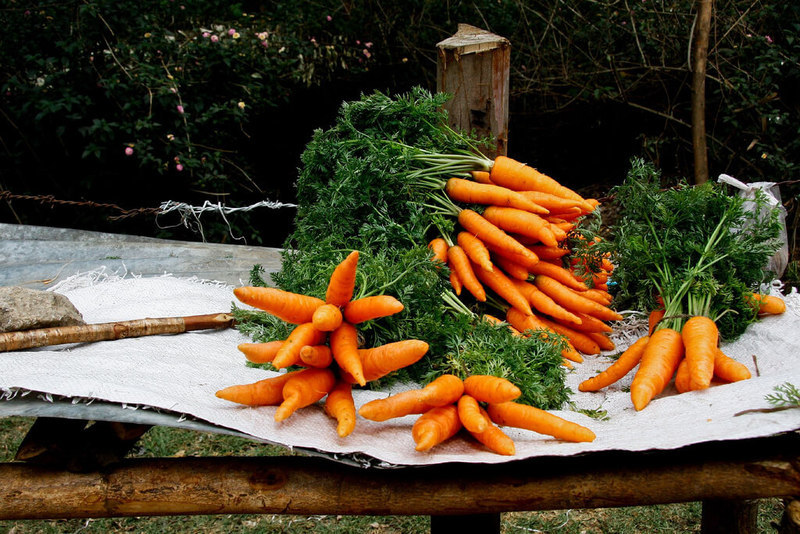 Как правильно убирать и закладывать на хранение свёклу, морковь и редьку 