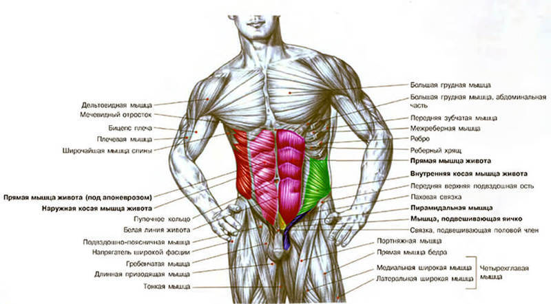 Осанка и мышцы живота. Самое вредное упражнение для позвоночника