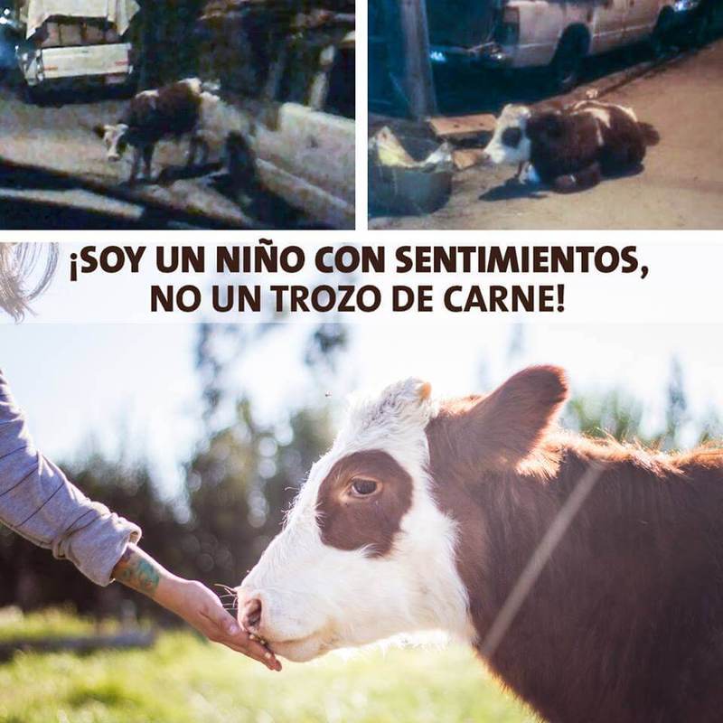 Ферма для спасённых животных в Чили 