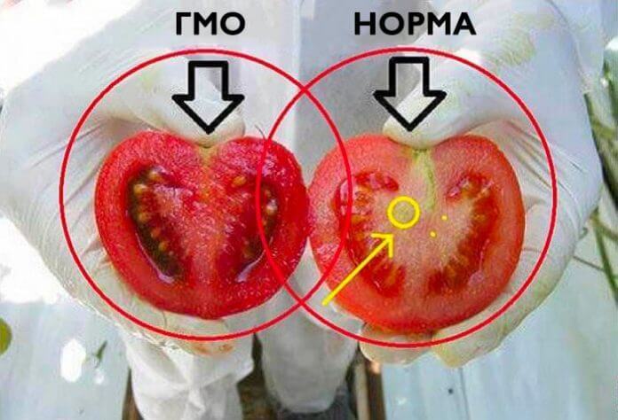 Осторожно яд! Вот как определить ГМО-помидоры за 2 простых шага