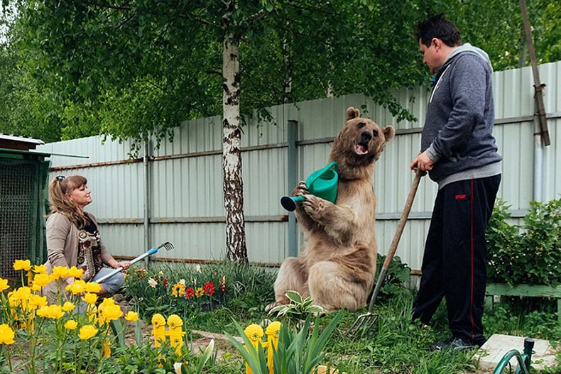Общительный медведь Степан уже 18 лет живет в семье москвичей