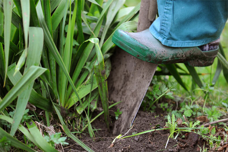 Как избавиться от пырея в огороде без химикатов